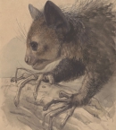 Мадагаскарская руконожка